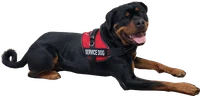 Mesh Service Dog harness with adjustable straps