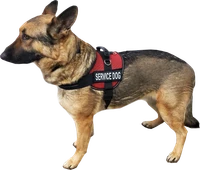 Breathable padded Service Dog harness vest