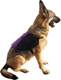 Service Dog starter vest with top D-ring
