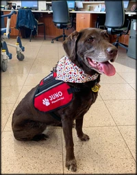 Butterfly Service Dog vest with embroidered logo