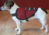 Small Dog Mesh Vest