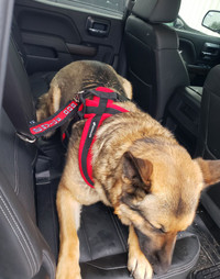 Service Dog Seat Belt Connector