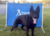 Lightweight aluminum hurdle jump for working dogs