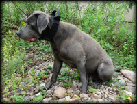 Police K9 tactical collar with handle
