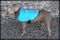 Dog In Training - Do Not Distract Jacket/Vest