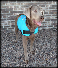 Dog In Training - Do Not Distract Jacket/Vest