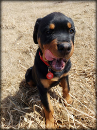 Service dog collar identification tag