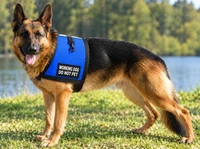 Lightweight Service Dog cape vest