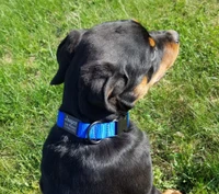 Personalized ID Adjustable nylon dog collar with engraved ID tag