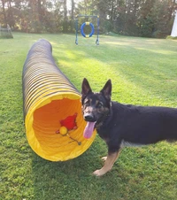 Yellow and black competition dog agility tunnel