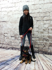 Padded working dog harness with adjustable straps