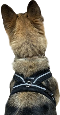 ActiveDogs breathable Air Mesh Dog Harness