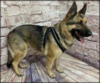 Lightweight padded mesh dog walking harness