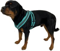 Reflective dog harness with adjustable girth strap
