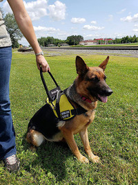 Flexible service dog bridge handle with embroidered identification band