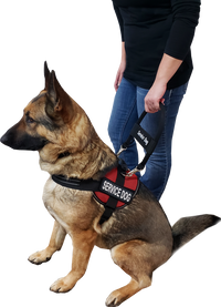 Service dog vest bridge handle designed for mobility and guide assistance