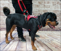 No Pull Service Dog Harness - Front-Range