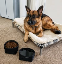 Travel dog food and water bowls