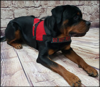 Personalized Dog Harness Strap Cover
