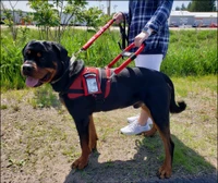 Mesh Service Dog vest with reflective strips