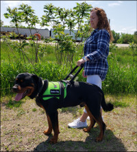 Service Dog Breathable Mesh Vest