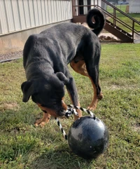 Heavy dog training ball for strength building