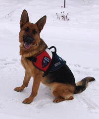 Service Dog wearing Patriotic Vest