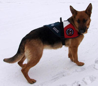 Certified Service Dog Vest