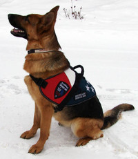 Disabled Veteran Service Dog Vest