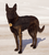 Police K9 tactical MOLLE harness vest