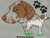 Brittany Spaniel