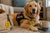 Therapy dog ID tag with split ring