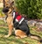 Service Dog wheelchair pulling harness