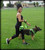 Durable fleece dog harness for agility and scent work training