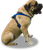 EEZWALKER Harness