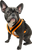 Comfortable no pull dog harness with top D-ring leash attachment