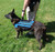 Dog pack vest with hook and loop panels