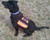 Lightweight working dog cape with storage pockets
