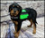 ActiveDogs Butterfly Service Dog vest with pockets