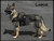 USA made working dog patrol harness