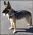 CaliberDog K9 tactical harness, velcro patches, y harness, military harness