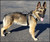 USA made tactical dog harness for working dogs