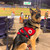 Padded Service Dog harness with custom text