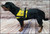 Custom Logo Service Dog Form Fitted Active Cut Vest