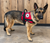 Custom embroidered form-fitted Service Dog harness