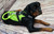 Spacer Mesh Cushioned Service Dog Harness Vest