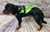 Lightweight breathable Service Dog vest with metal D-rings