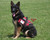 Working dog vest with ID window and adjustable straps
