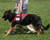 Working Service Dog Vest