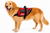 ActiveDogs search and rescue style dog harness vest